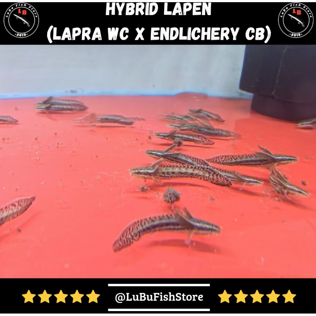 Aksesoris Aquarium Palmas Hybrid Lapen (Lapradei WC x Endlichery CB)