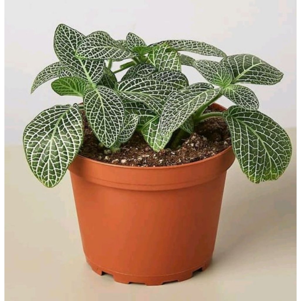 Tanaman hias Episia Mutiara - Episia Mutiara - Tanaman hias Gantung