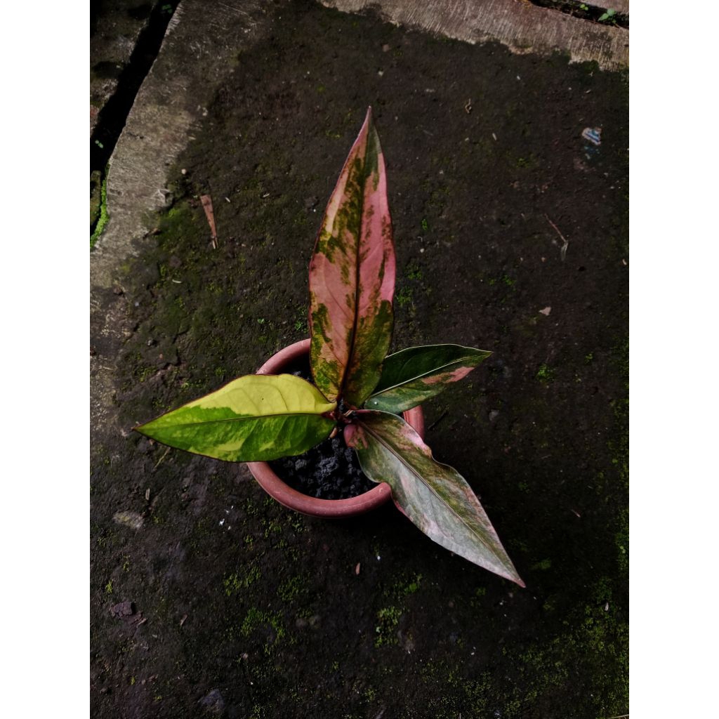 Tanaman anthurium hookeri jemani variegata pink