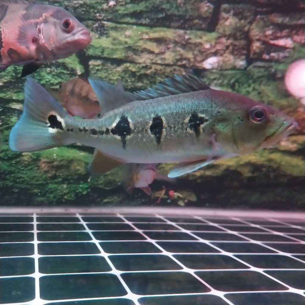 Ikan Pbass Orinoco 15-18cm PELET ( INSTAN)