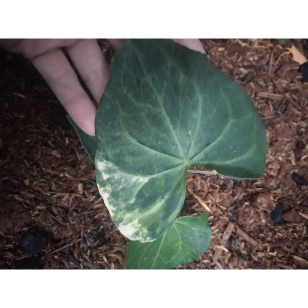 anthurium Clarinervium varigata karakter bagus