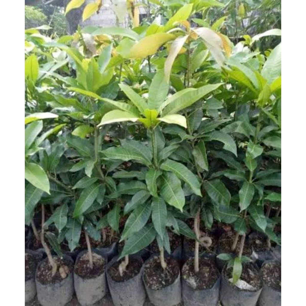 COD BIBIT MANGGA MADU/MANGGA MANALAGI OKULASI