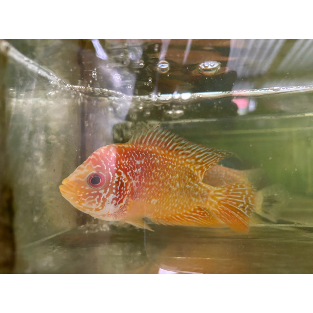 LOUHAN CENCU & GB 3-4JARI BERGARANSI KHUSUS INSTAN