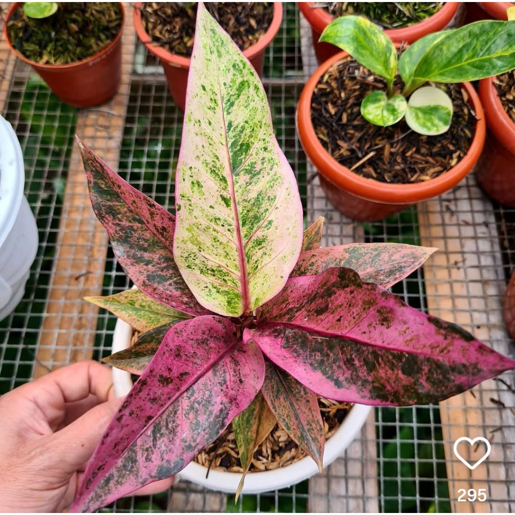 anthurium hokery pink/jemani pink/tanaman hias