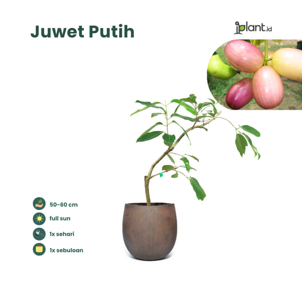 Juwet Putih