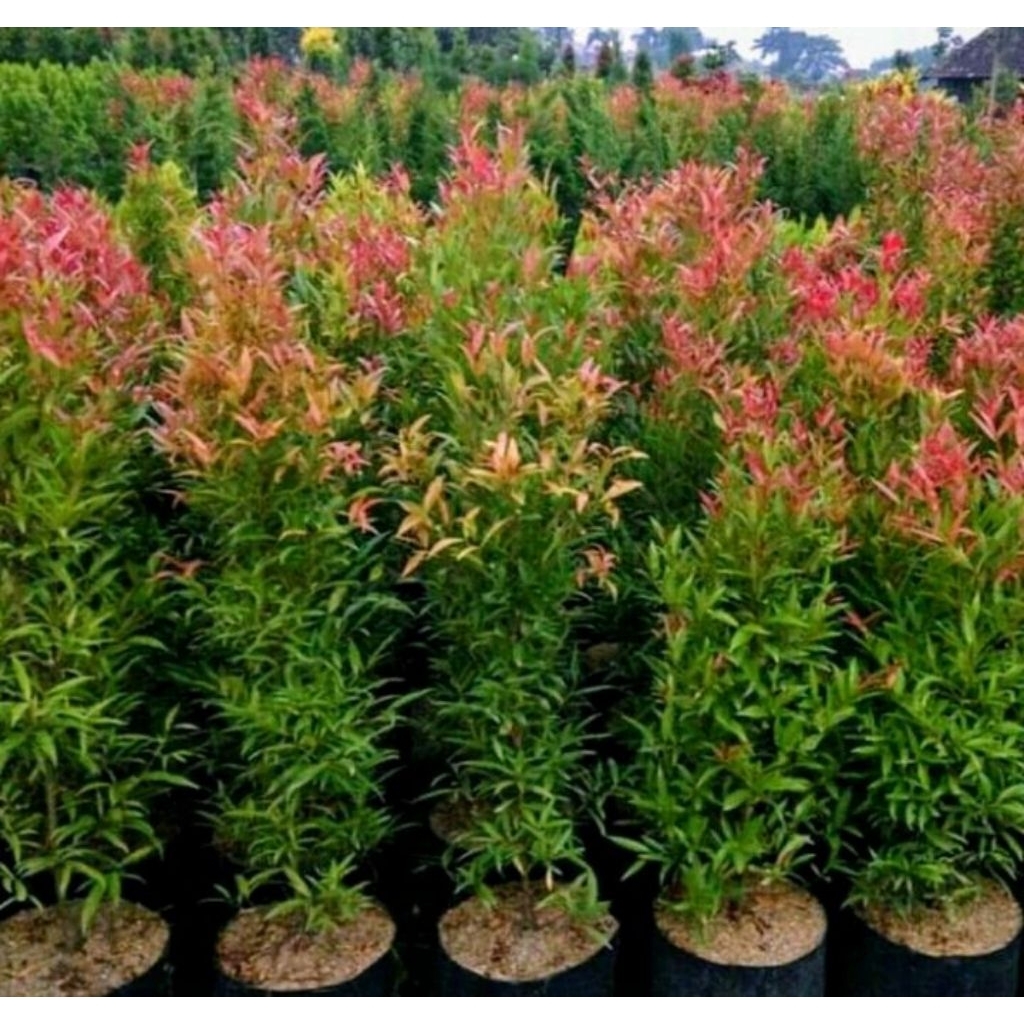 Tanaman Hias Pucuk Merah - Pucuk Merah Tinggi 1meter