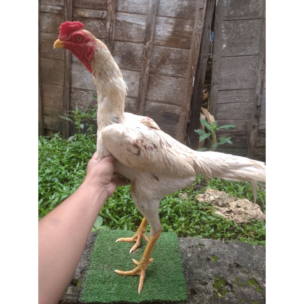 ayam bulbi kualitas vvip