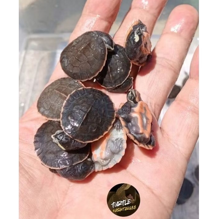 PELET DAMER / KURA KURA DAMER / DADA MERAH