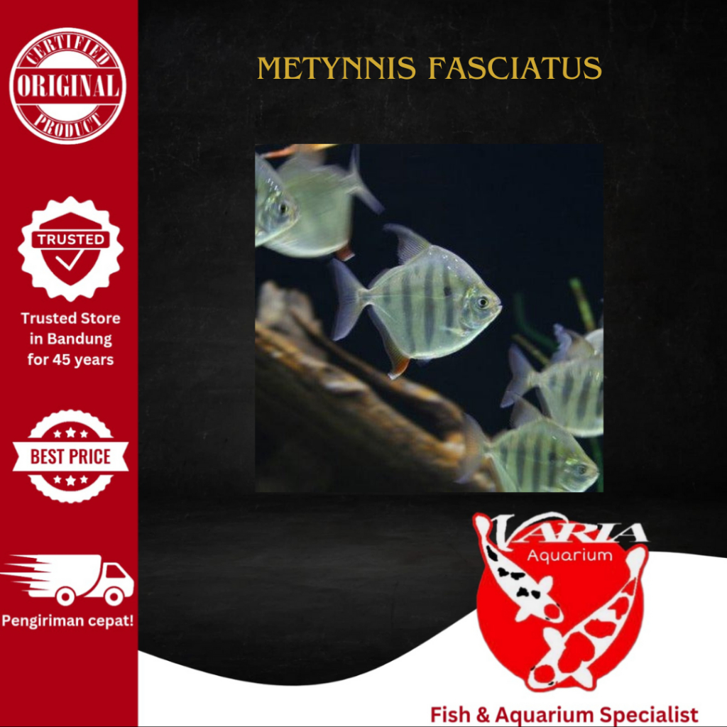 Ikan Hias Metynnis Fasciatus Ikan Hias Aquarium Tiger Silver Dollar