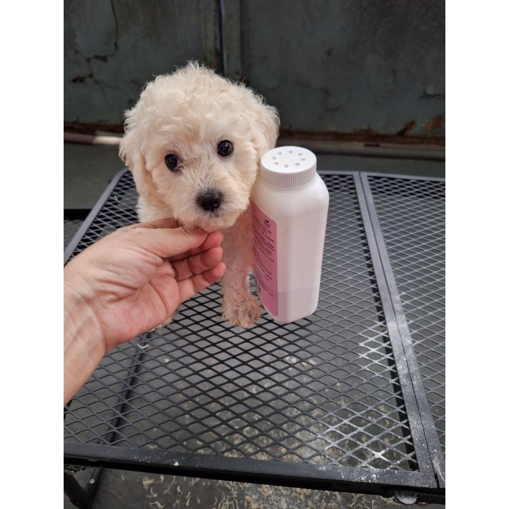 anak anjing poodle betina putih
