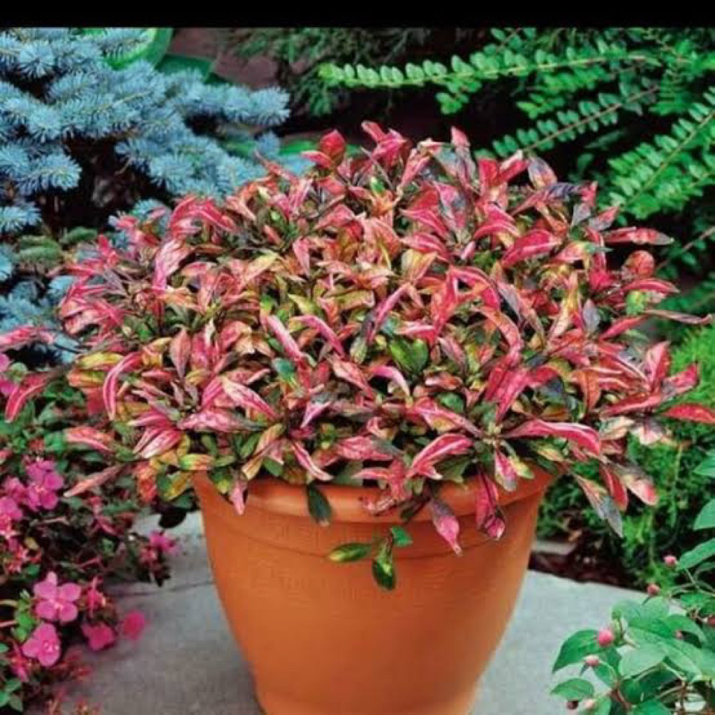 krokot merah dan putih/hiasan taman