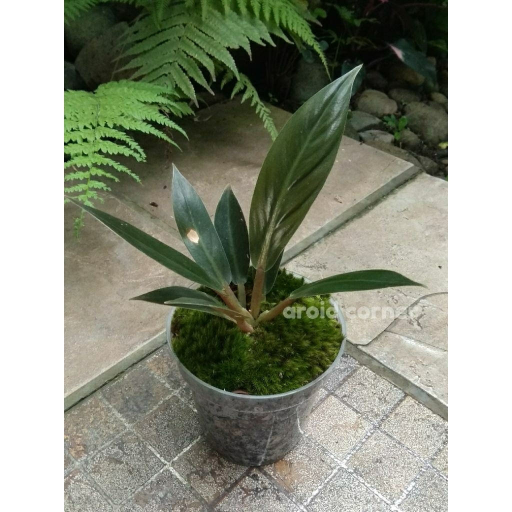 Philodendron 'Melinonii' Philo Real Picture