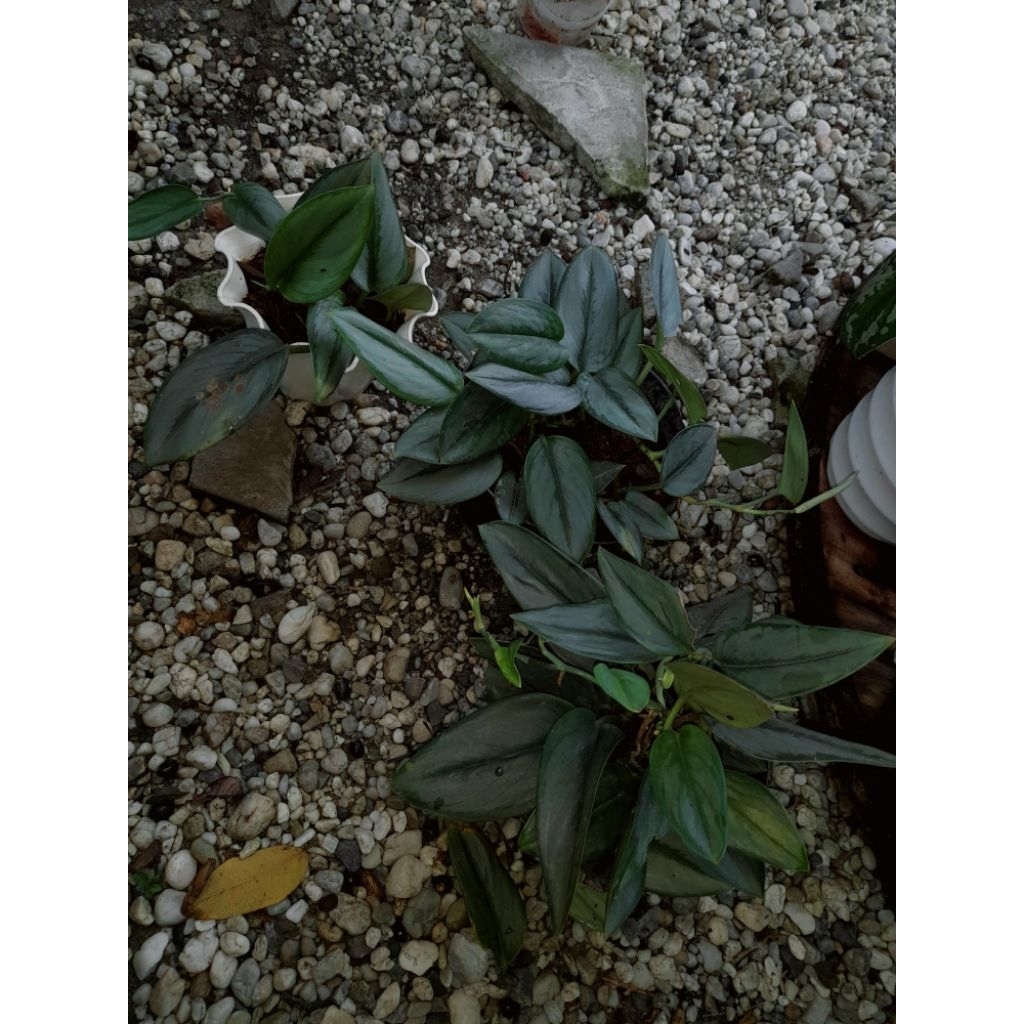 Tanaman hias gantung merambat Scindapsus Truebii Moonlight Dewasa rimbun Sangat murah