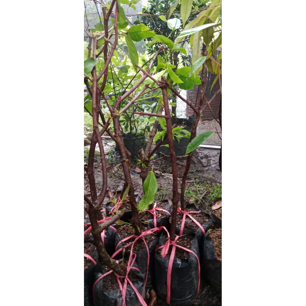 jambu air green giant sesuai di foto hasil cangkok