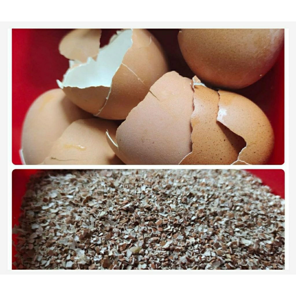 CANGKANG KULIT TELUR AYAM 1KG