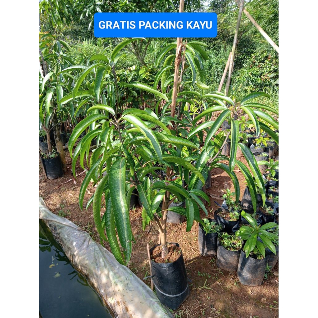 bibit cangkok susu mangga import. yuwen 6, red ivory, mahachanok, namdokmai mun. valid.