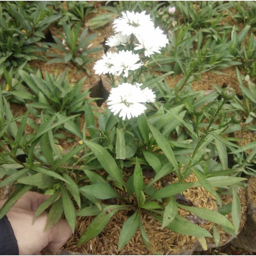 Pohon Pikok Bunga Putih Tanaman Hias Pohon Bunga Pikok Putih
