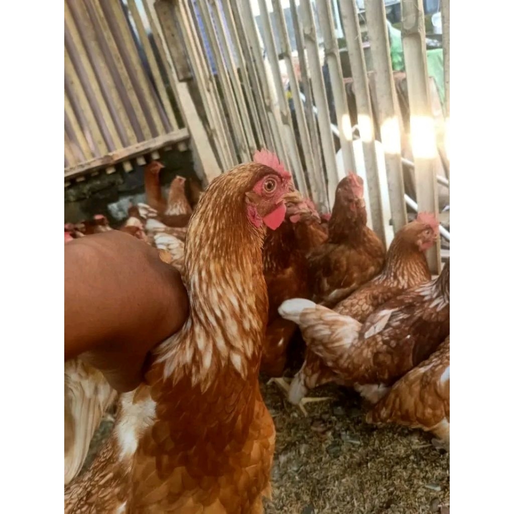 ayam petelur isa brown usia 21 minggu