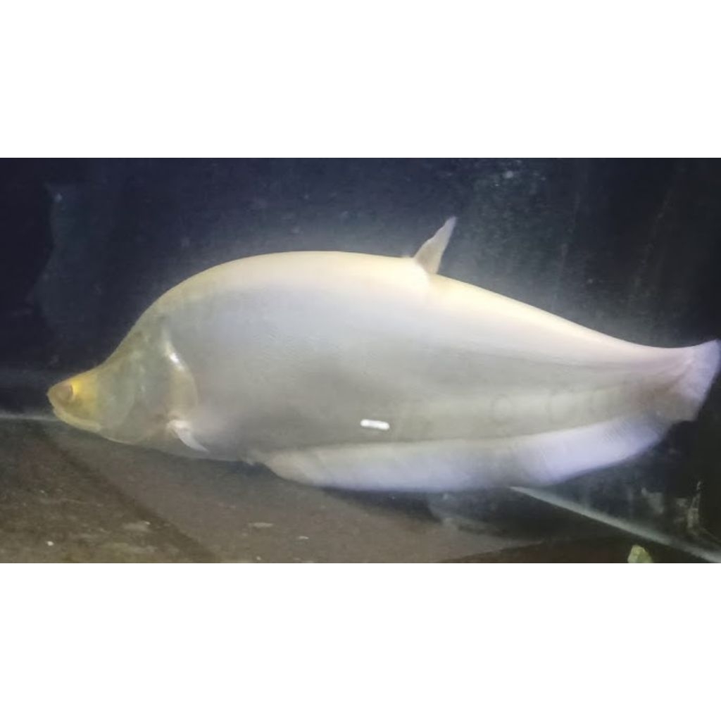 ikan Belida Albino Jumbo 50cm up