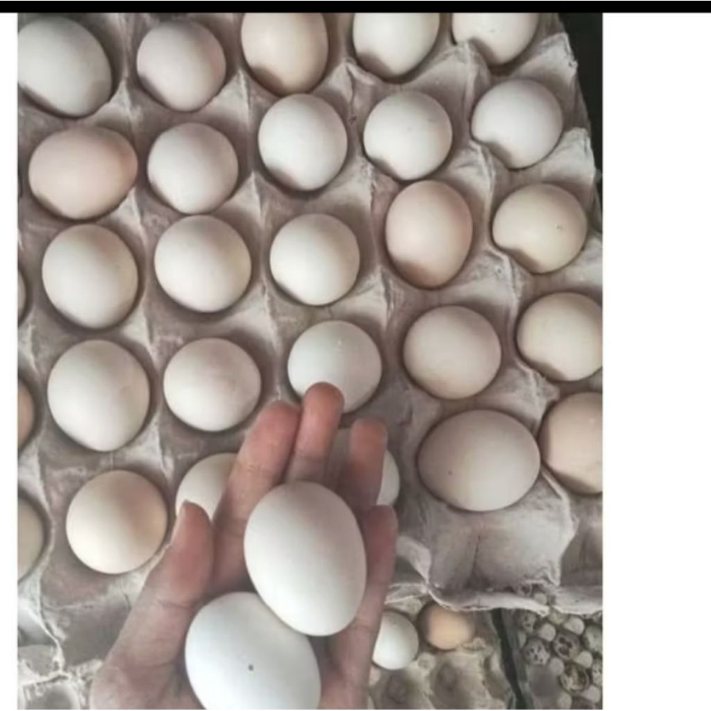 Telur ayam kampung 1 krat