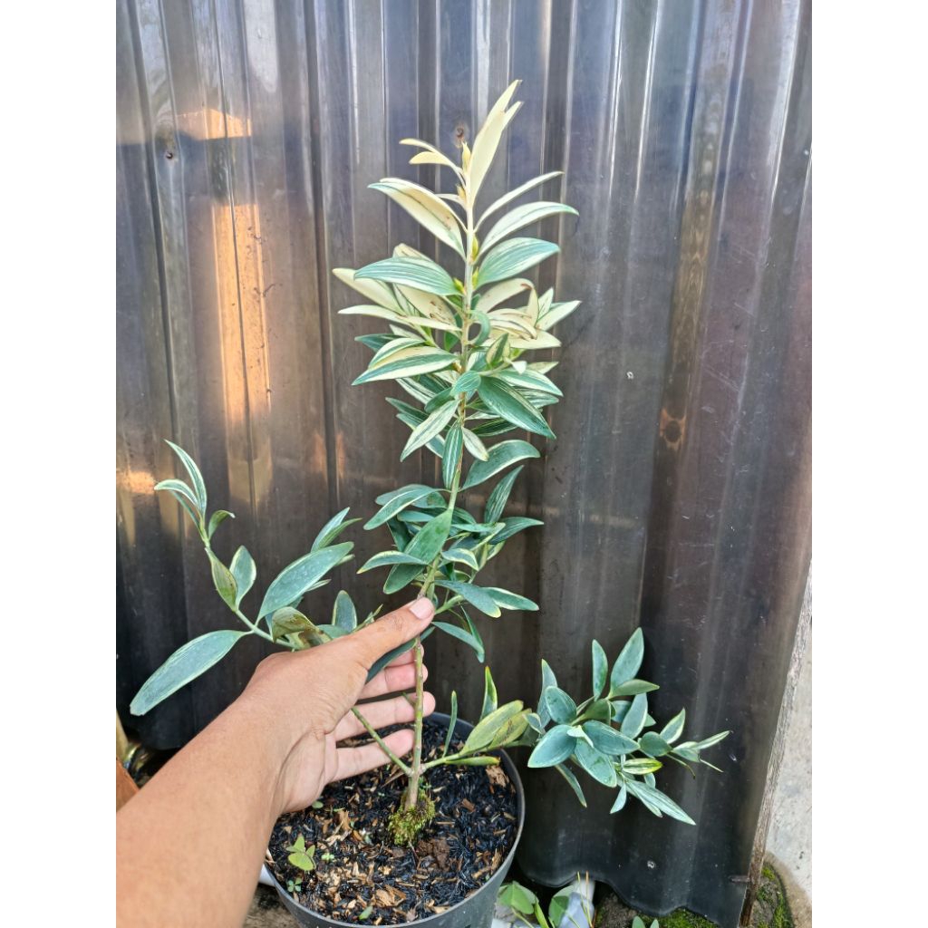 lohansung nagi varigata