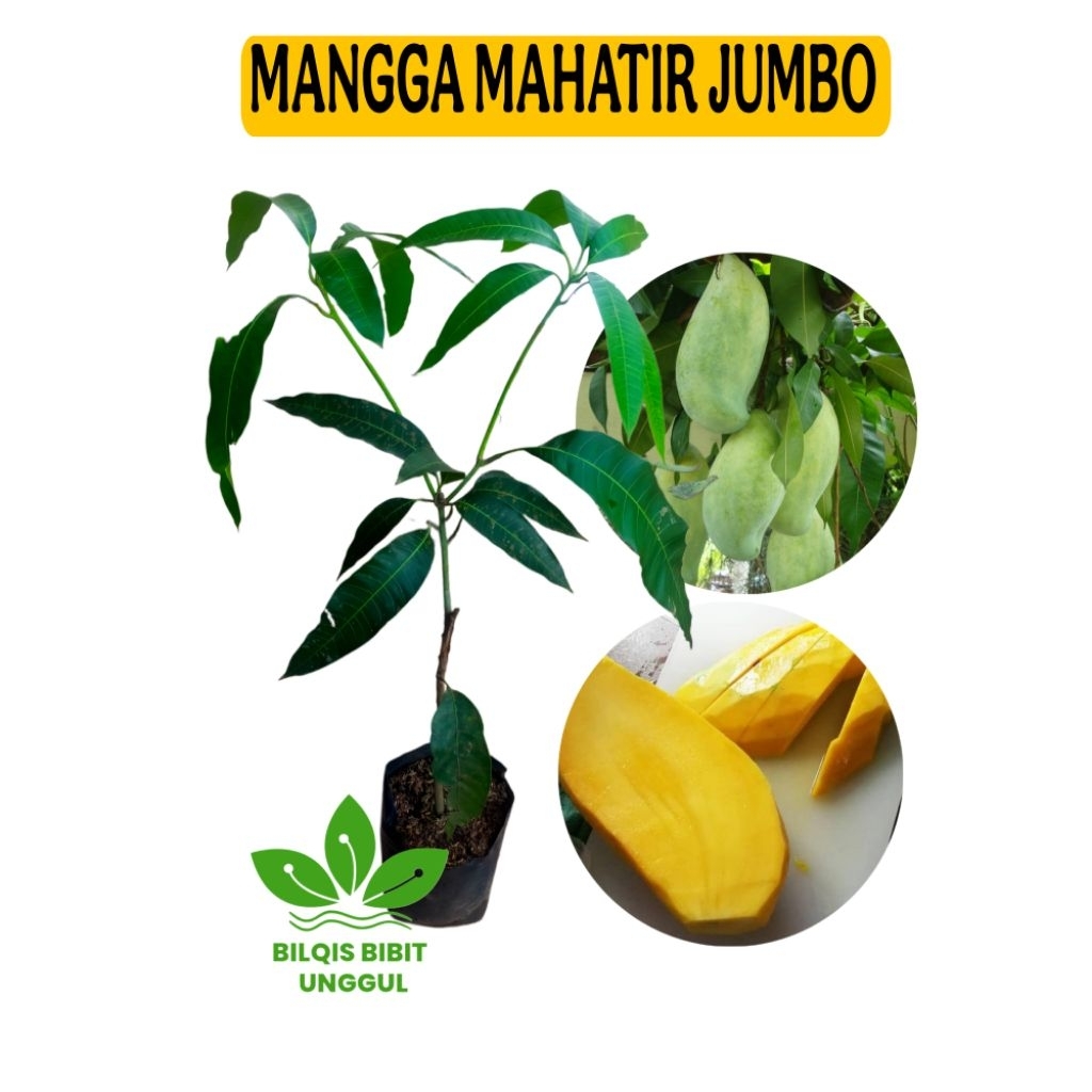 BIBIT BUAH MANGGA MAHATIR JUMBO ASLI