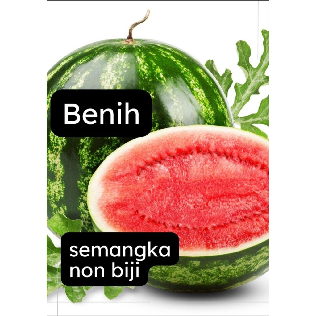 Benih Semangka Jumbo Non Biji, Isi 25 Biji