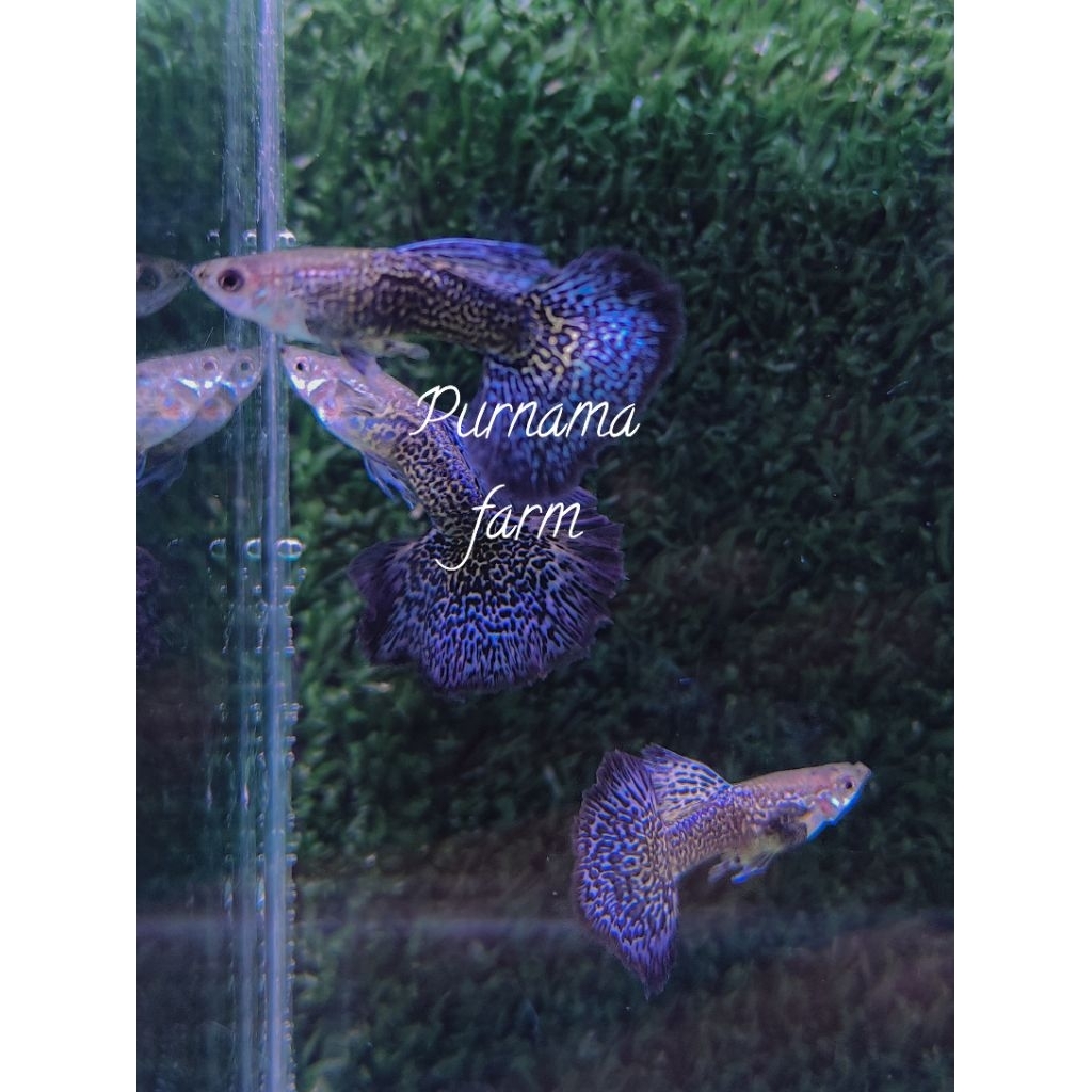 guppy blue dragon halfmoon