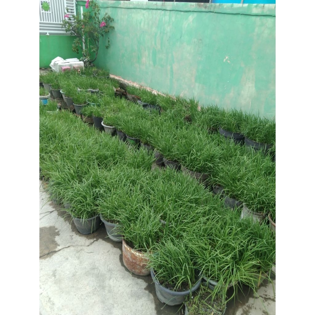 daun kucai 1 kg bawang kucai