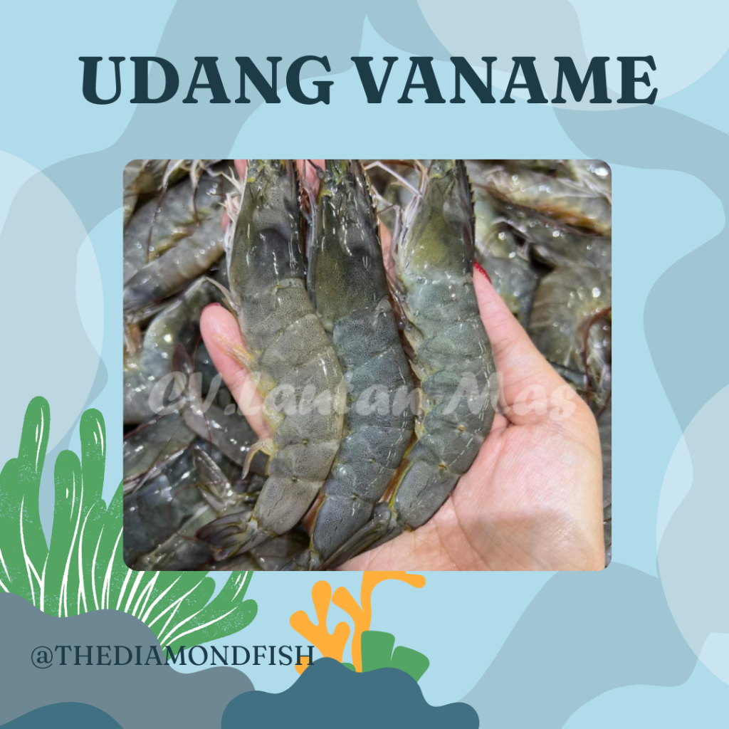 Udang 1Kg // Udang Segar // Udang Vaname 1Kg // Udang Vaname Segar // VanameI Shrimp