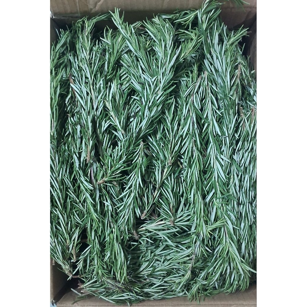 Rosemary Segar 100 Gram