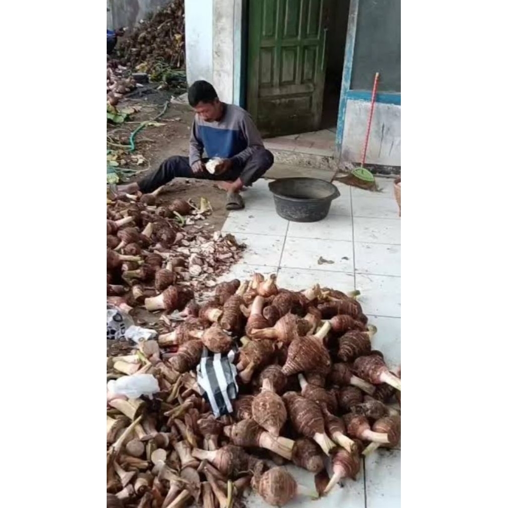 JUal UMBI TALAS KETAN SATU KILO