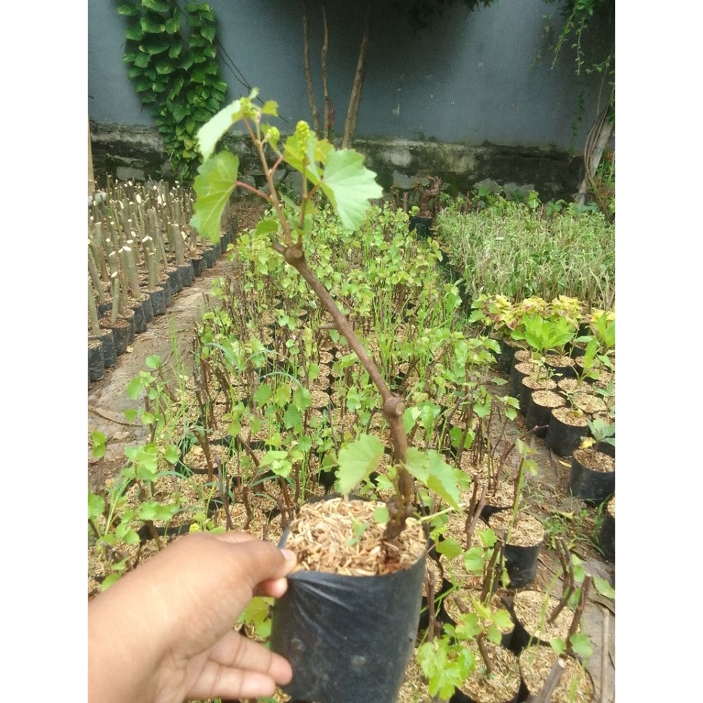 Bibit Tanaman Pohon Anggur red master