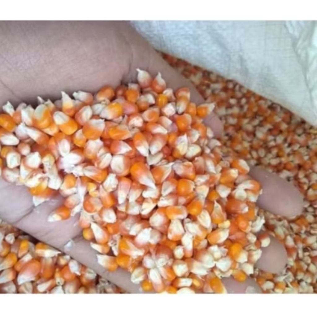 500 GRAM Jagung Unyil kecil /kristal kering asli jawa