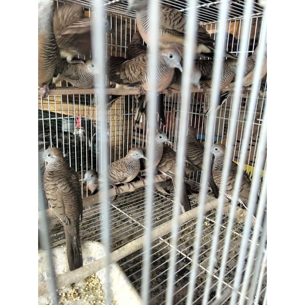 Burung Perkutut - Burung Perkutut Jawa - Burung Perkutut Lokal