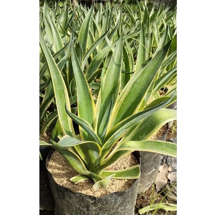 Tanaman Hias Agave Mahkota