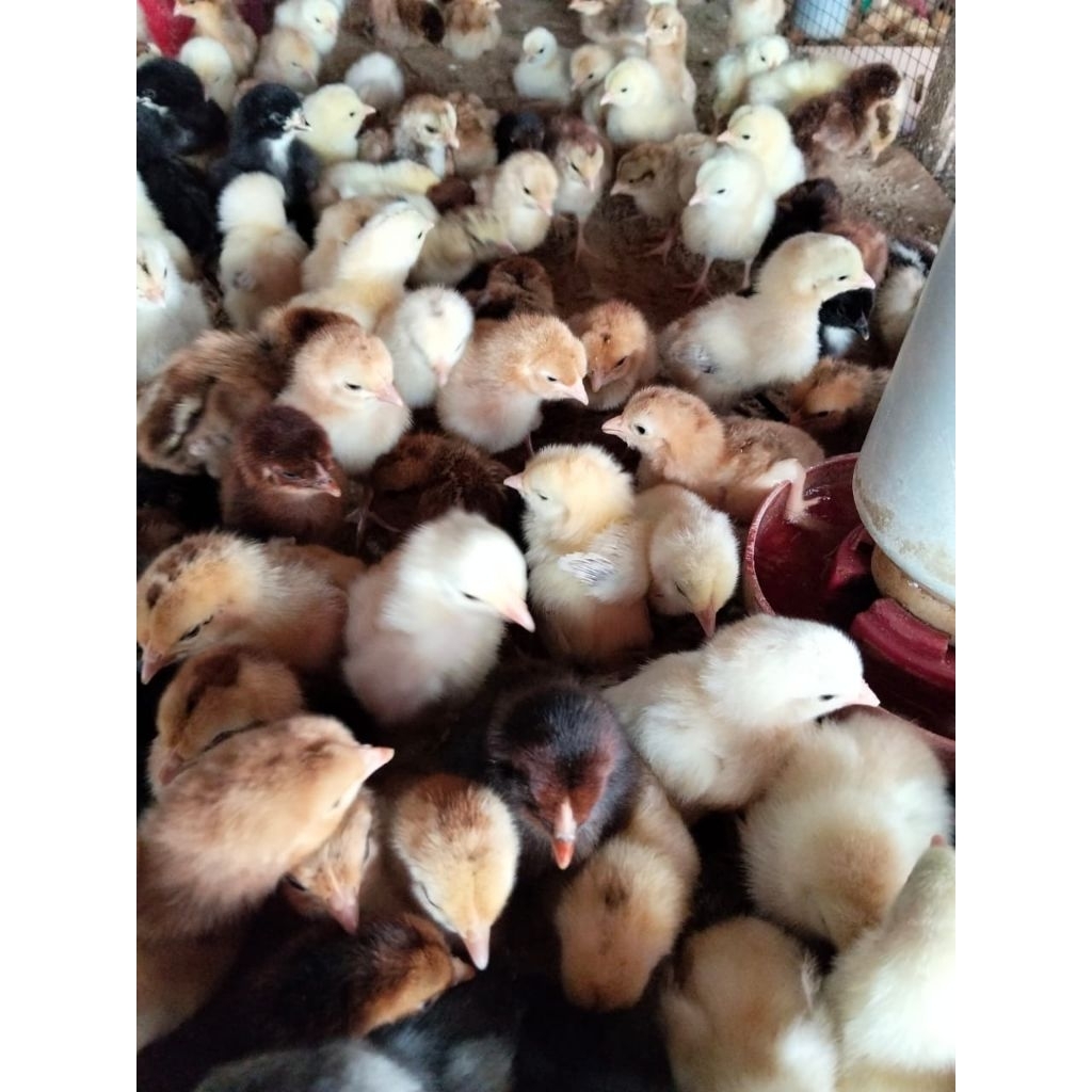 Ayam Kampung KUB - Bibit Ayam Kampung - DOC Ayam Kampung KUB - Anak Ayam Kampung (Sudah Vaksin)