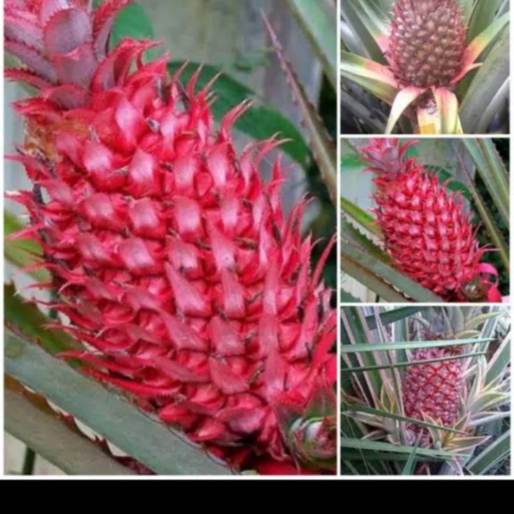 nanas muda merah Nanas pagar/hutan