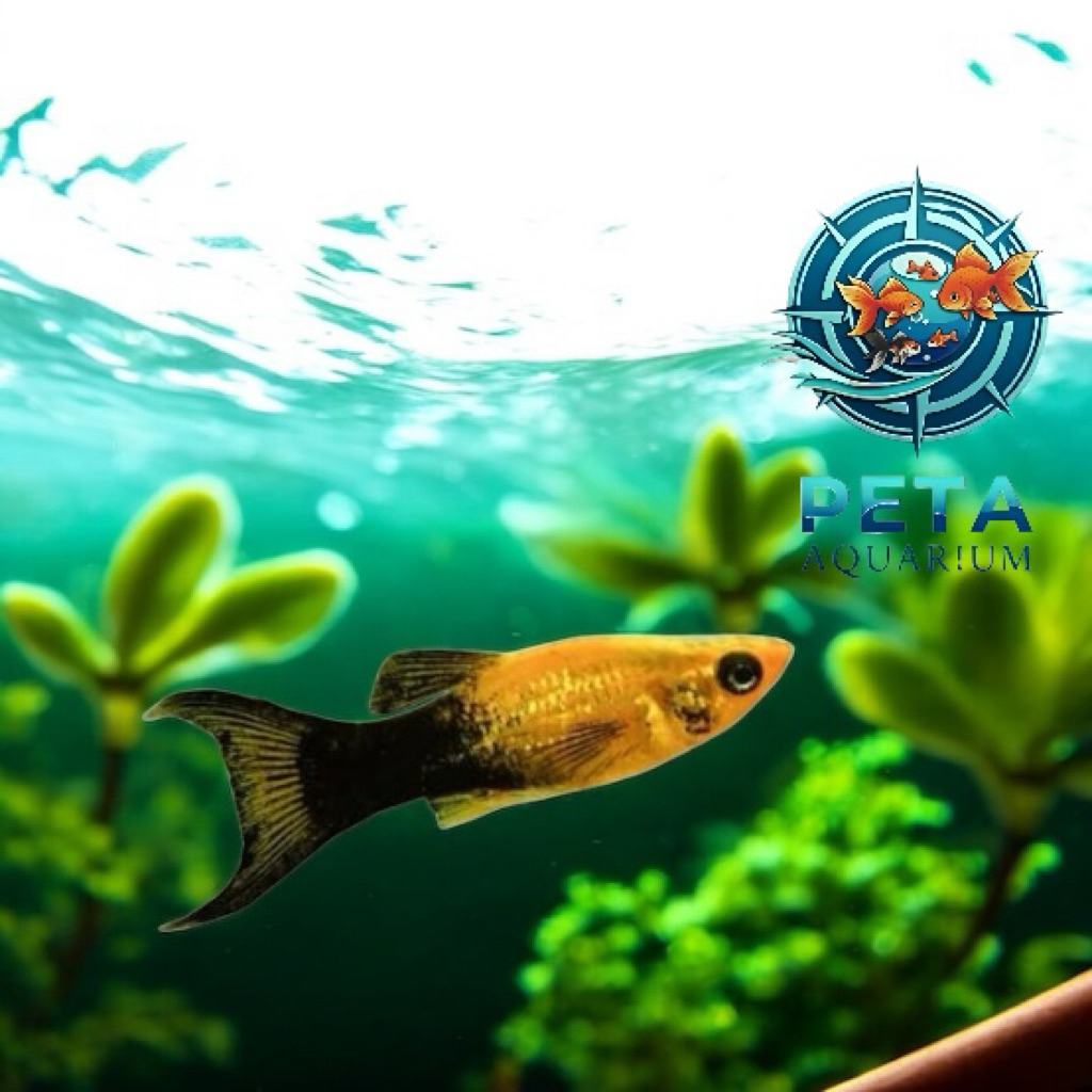 INSTANT Molly Golden Black Cawang