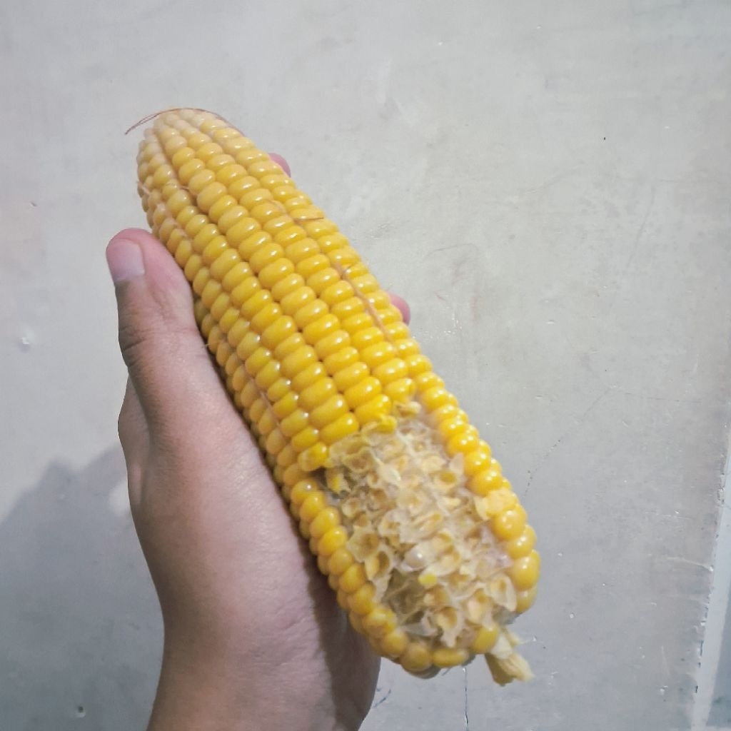 jagung rebus manis  premium