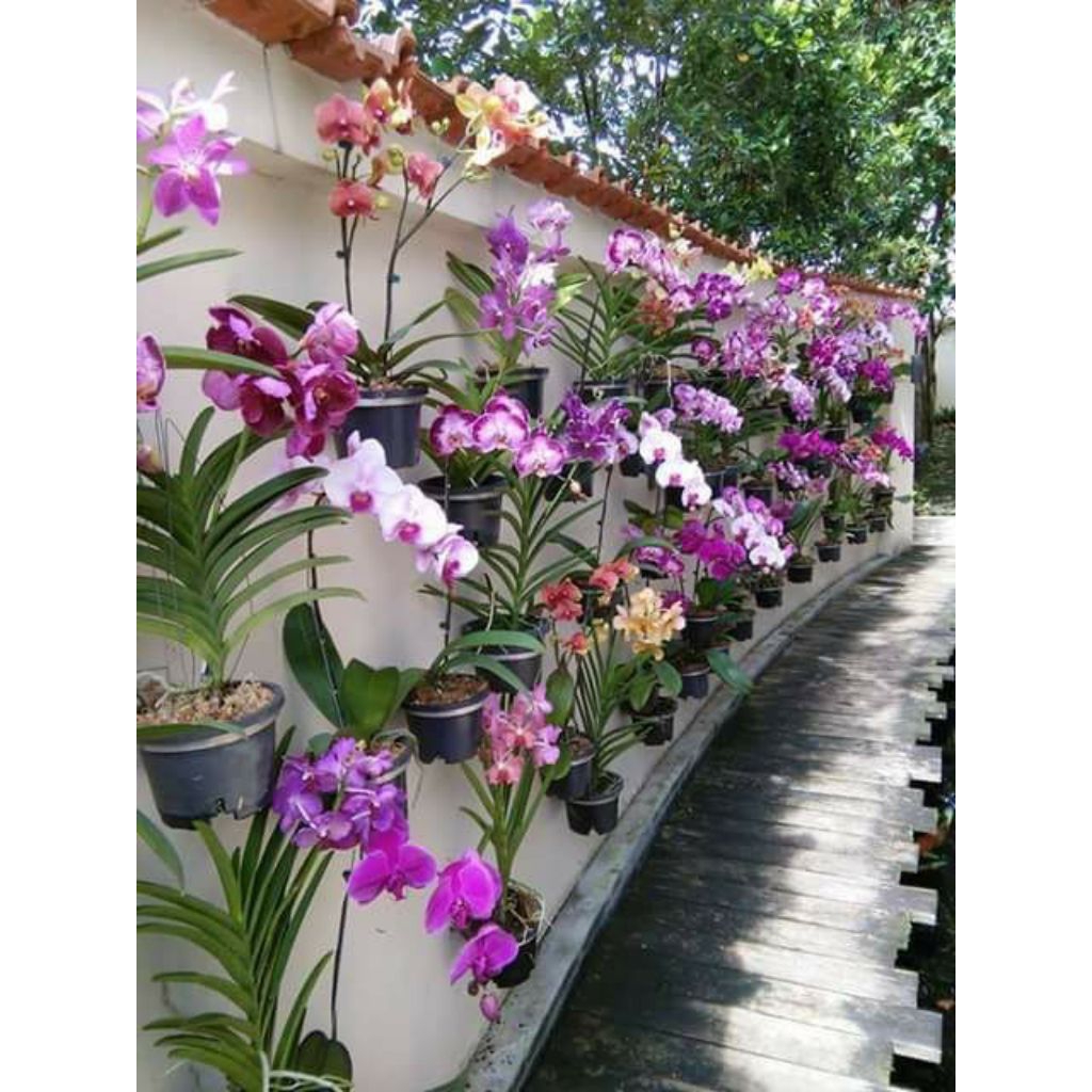 paketan anggrek bulan