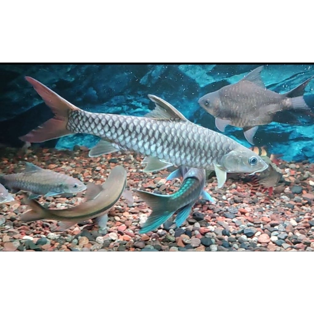 tor putitora (stiker