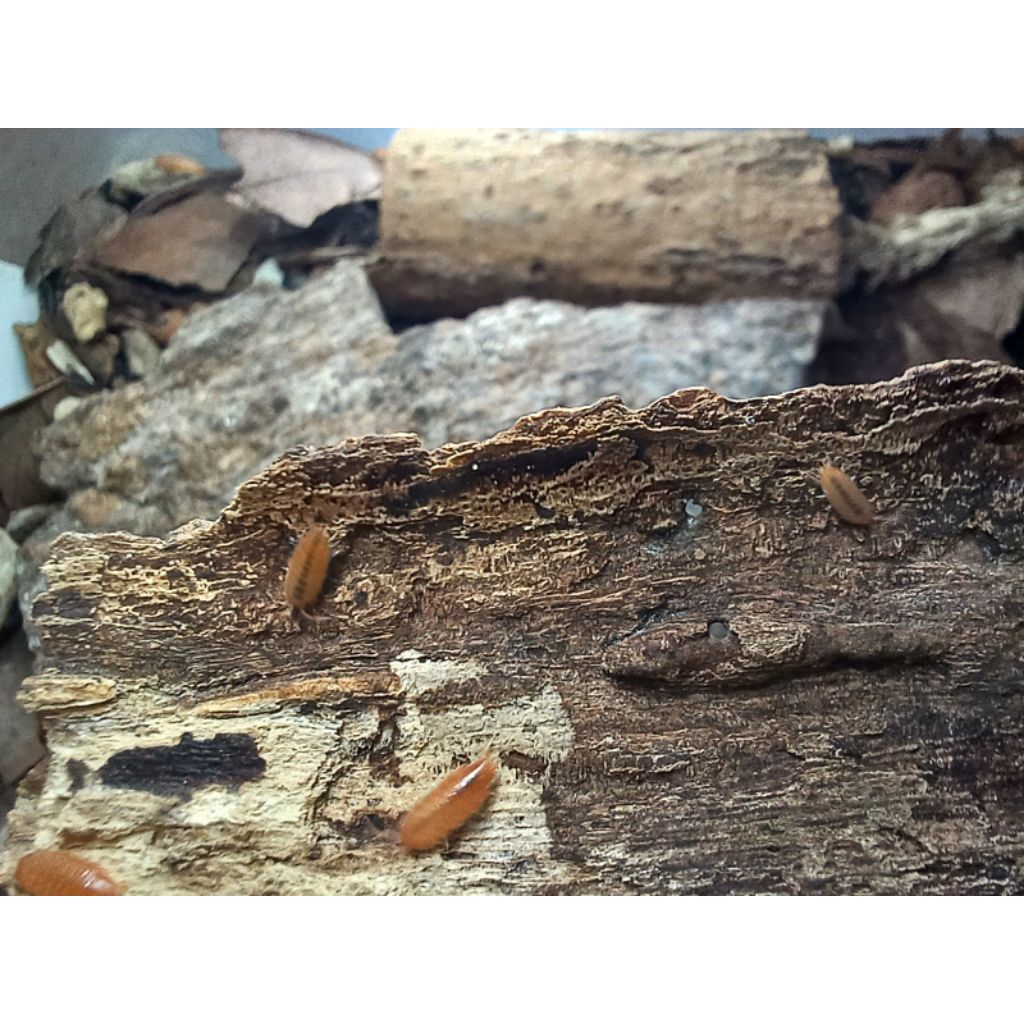 Isopoda Nagurus Orange