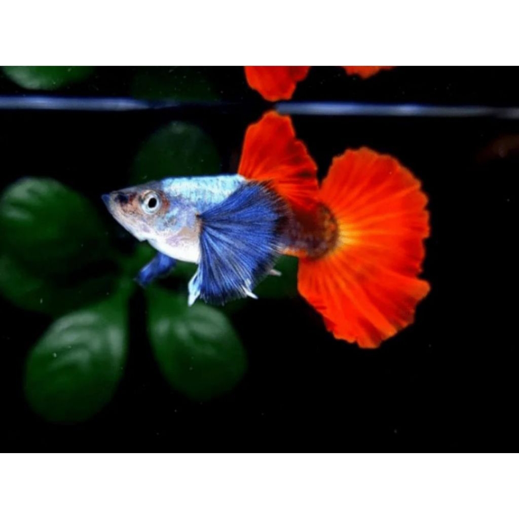 guppy (prtde)platinum red tail dumbo air