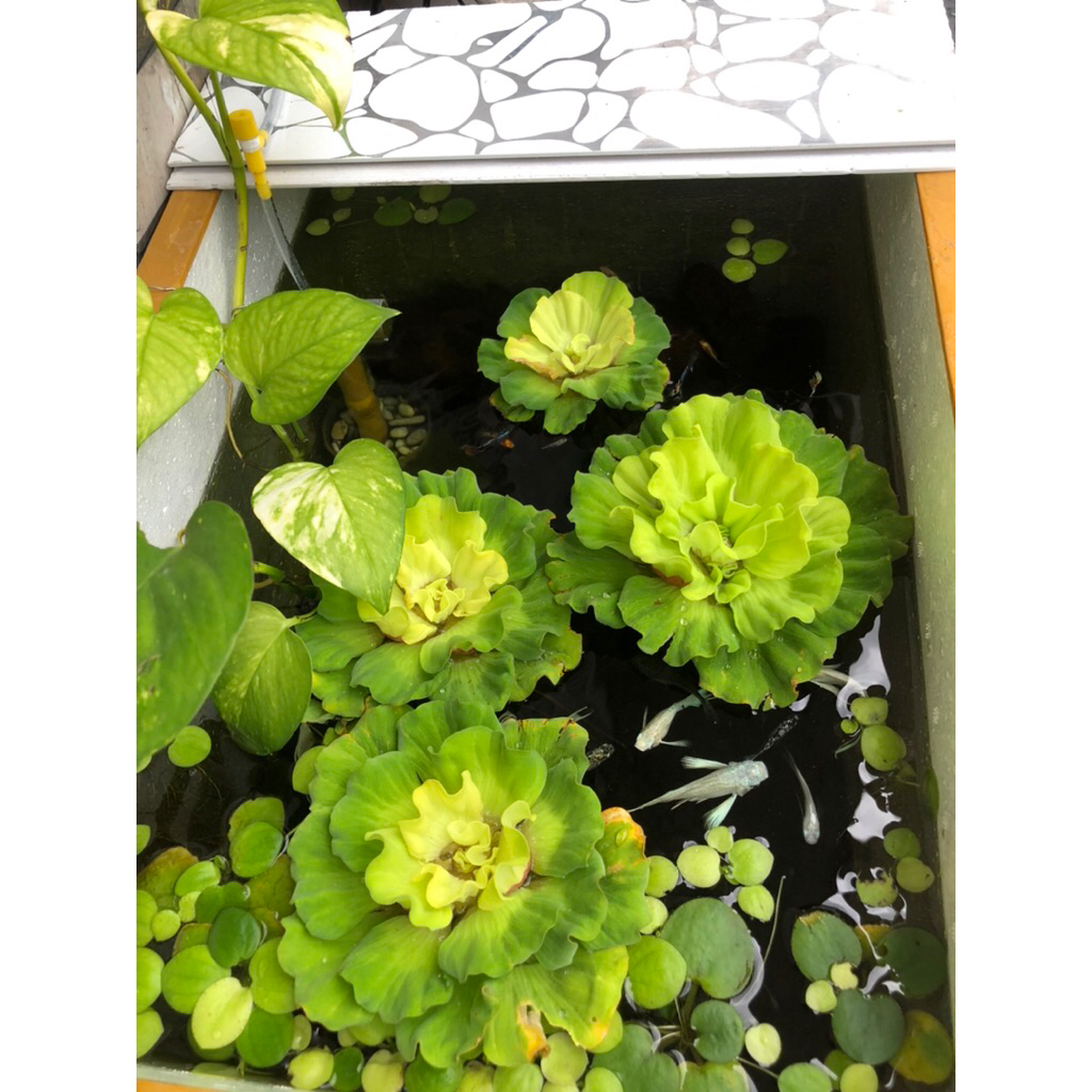 Tanaman Air Kiambang Mawar Jumbo