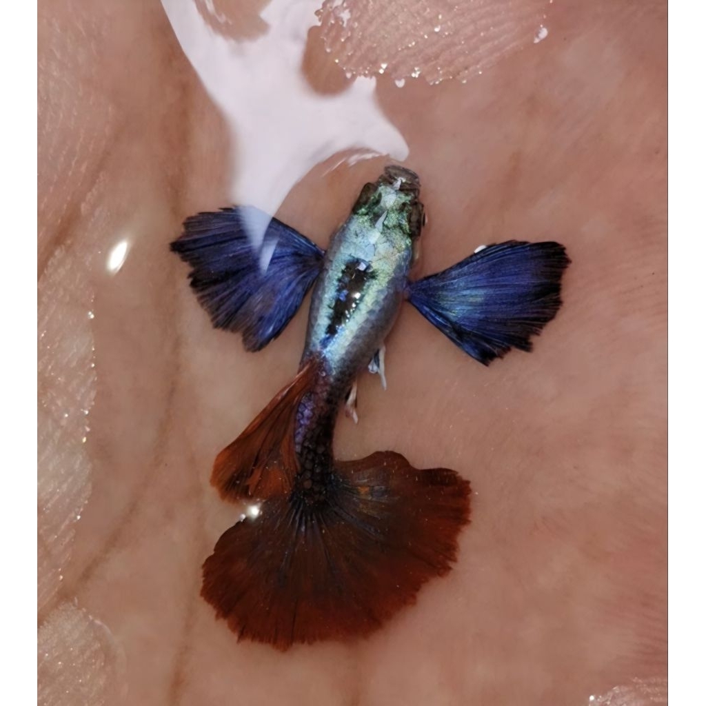 hiasan aquarium.prtde halfmoon.grade a kualitas terbaik