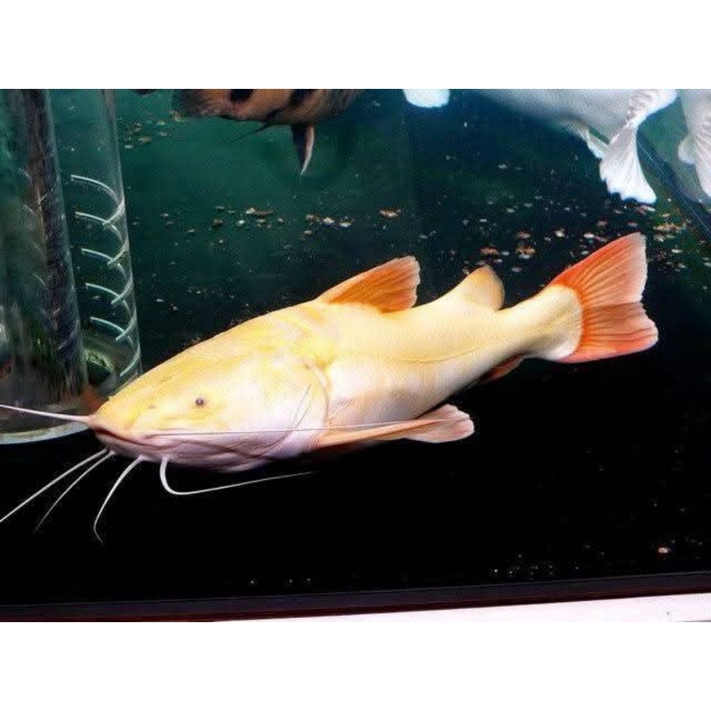 RTC Red Tail Catfish Golden Phantom 12cm - Ikan Hias Predator