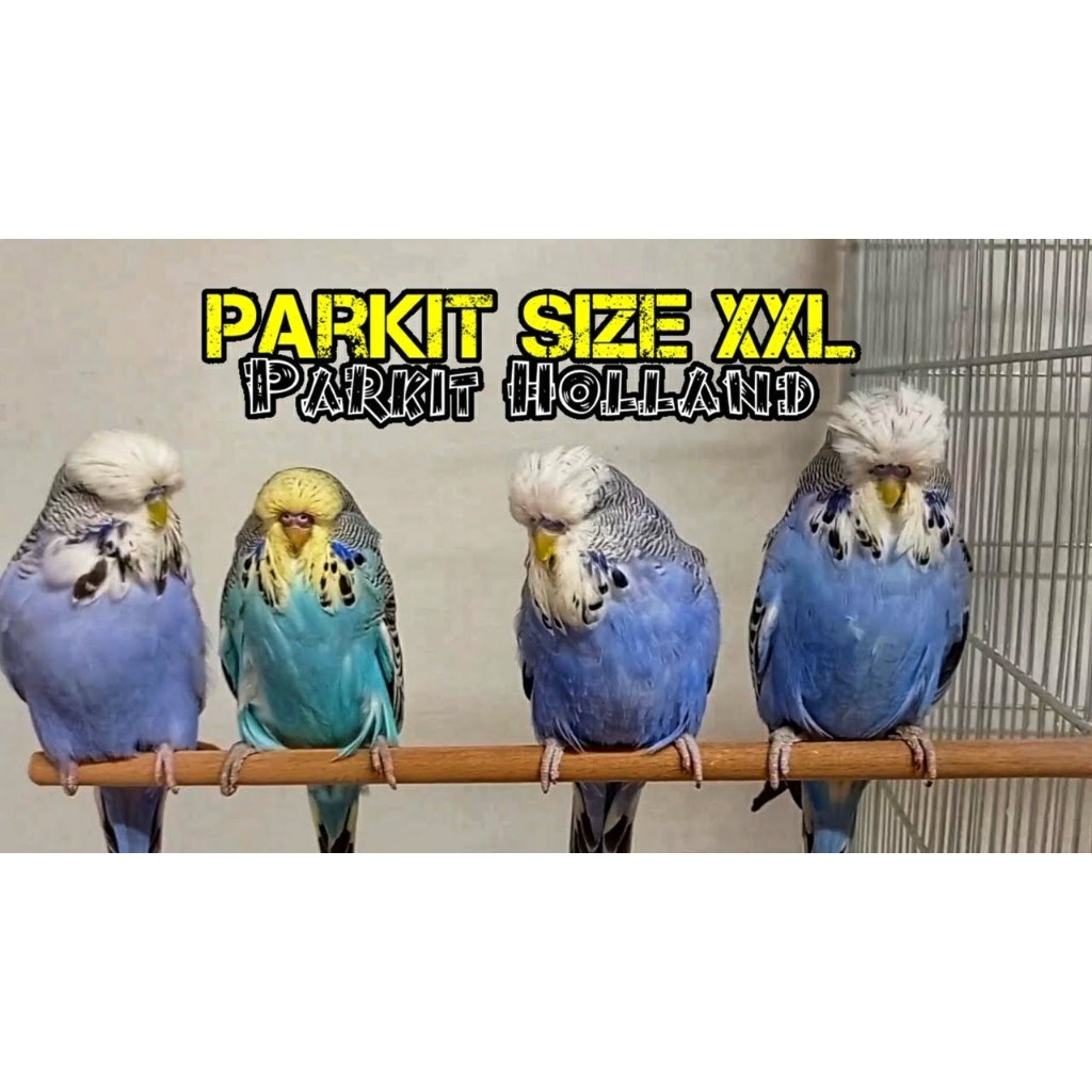 Parkit EB Holland English Budgie Burung Hias Warna Cantik