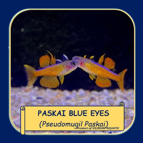 IKAN HIAS AIR TAWAR - BLUE EYE PASKAI / PASKAI MATA BIRU / PSEUDOMUGIL PASKAI (IKAN AQUASCAPE)