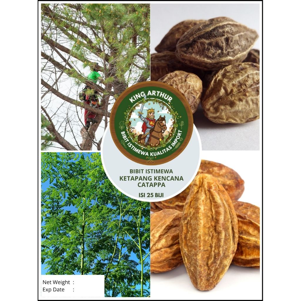 Bibit Istimewa Ketapang Kencana Catappa | Biji Benih Ketapang Kencana